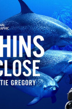مشاهدة فيلم Dolphins Up Close with Bertie Gregory 2025 مترجم HD