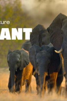 مشاهدة فيلم Elephant 2020 مترجم HD