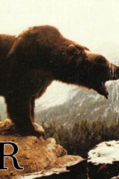 مشاهدة فيلم The Bear 1988 مترجم HD